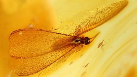 Termite im Bernstein