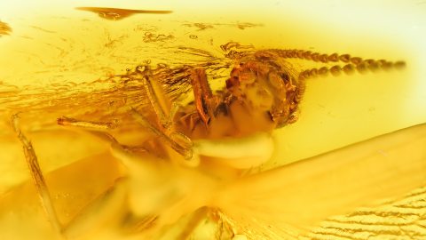 Termite als Inkluse im Bernstein