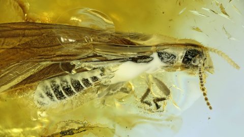 Termiten als Einschlüsse