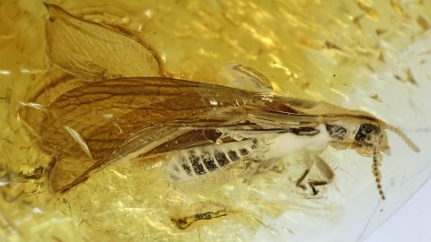 Termiten als Einschlüsse im Baltischen Bernstein