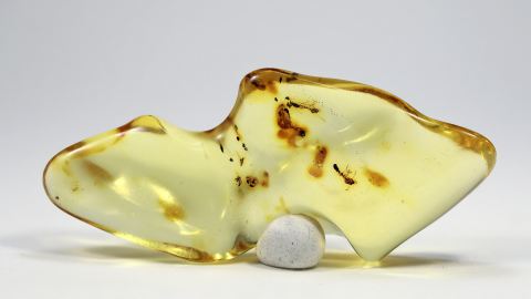 Termiten im Butterscotch-Bernstein