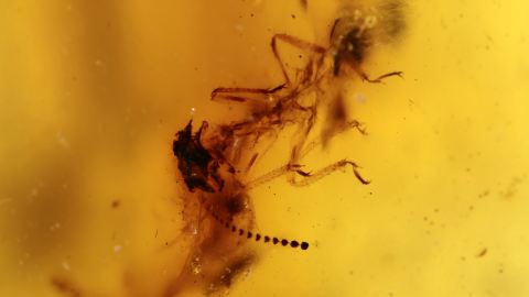 Termiten als Inklusen im Bernstein