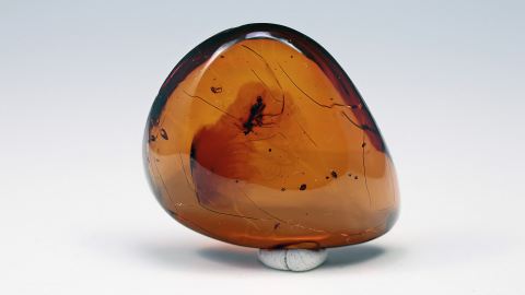 Nasutus als Einschluss nur im Dominik.  Bernstein