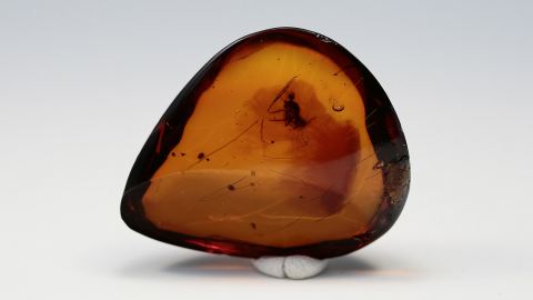 Nasensoldat nur im Dominik. im Bernstein als Inkluse