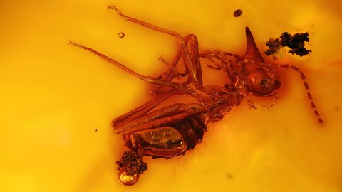 Nasensoldat im Bernstein, Bernstein mit Termiten