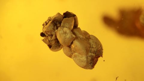 Thuja Blüte als Einschluss im Baltischen Bernstein