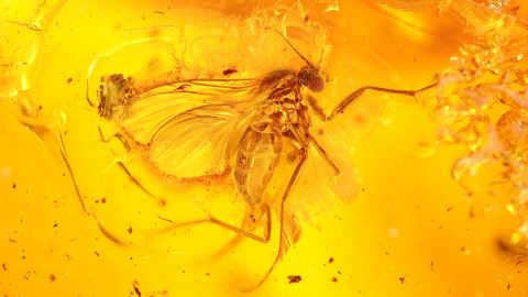 Trauermücke im Bernstein