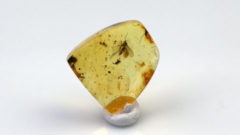 Trauermücke im Baltischen Bernstein