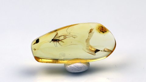 Mücke als Einschluss im Baltischen Bernstein