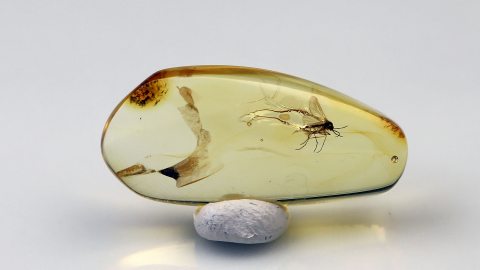 Mücke als Einschluss im Baltischen Bernstein