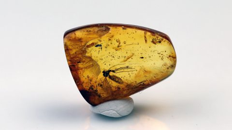 Mücke als Einschluss im Baltischen Bernstein