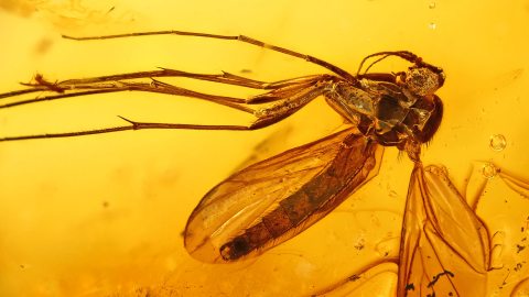 Trauermücke im Bernstein