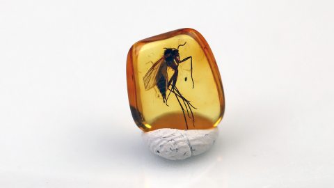  Mücke als Einschluss im Baltischen Bernstein