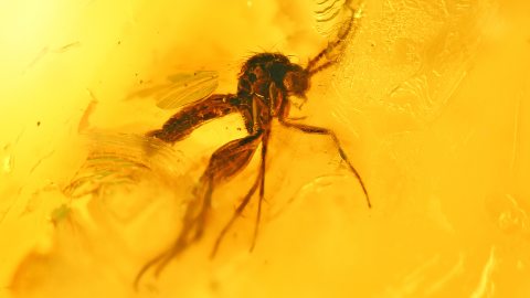 Trauermücke als Inkluse im Bernstein
