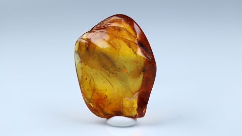 in Bernstein eingeschlossene fossile Trauermücke