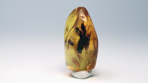 Bernstein mit Inklusen Köcherfliege