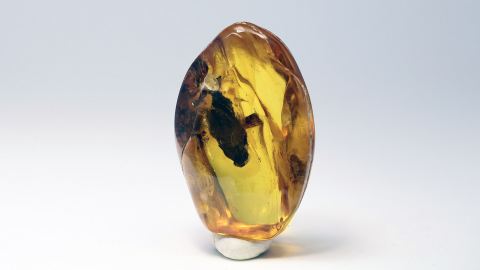 Köcherfliegen in einem Bernstein