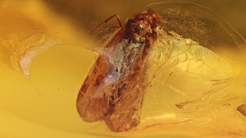 Köcherfliegen als Einschlüsse im Baltischen Bernstein