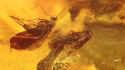 Vier Köcherfliegen als Inklusen im Bernstein