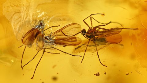 Mücken als Inklusen im Baltischen Bernstein
