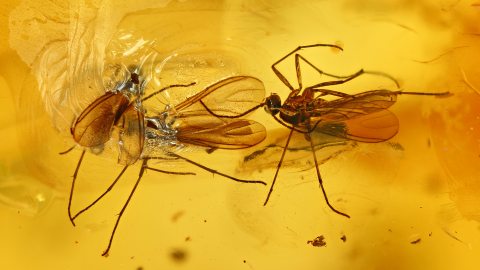 Mücken als Inklusen im Baltischen Bernstein