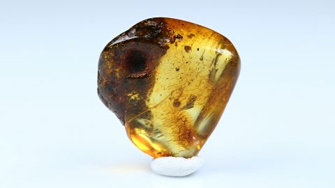 Vier kleine Mücken als Inklusen