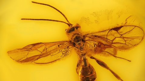 Wespe im Baltischen Bernstein