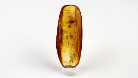 Wespe und Mücken im Bernstein