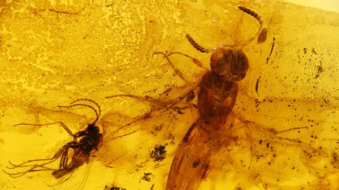 Mehrere Insekten als Einschlüsse im Bernstein