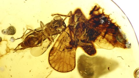 Wespe und Zikade im Bernstein