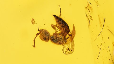 Wespe als Inkluse im Burma Bernstein 