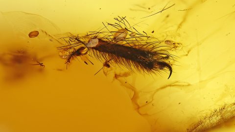 haariges Bein im Bernstein 