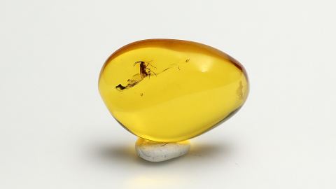 Mücke als Bernstein Einschluss