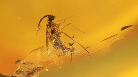 Winzige Mücke als Inkluse im Bernstein