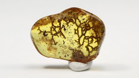 Wurzeln als Einschlüsse