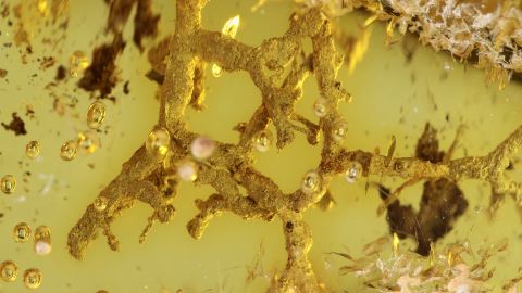 Wurzeln im Baltischen Bernstein