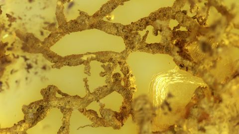 ästhetisch schöne Wurzeln als Einschlüsse