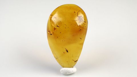 Zeckenlarve im Bernstein