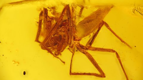 Spinne als Einschluss im Baltischen Bernstein