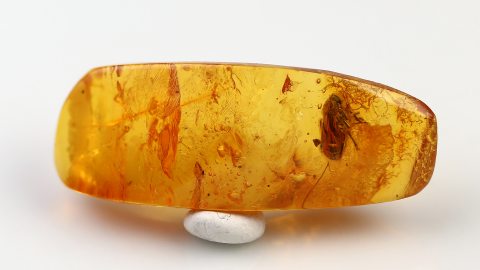 Zikade als Bernsteininkluse