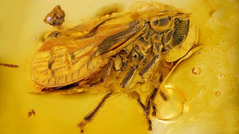 Zikade als Einschluss im Baltischen Bernstein