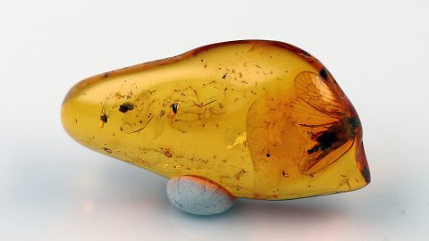 Zikade im Baltischen Bernstein