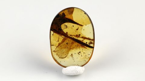 Zikaden-Häutungshülle im Bernstein