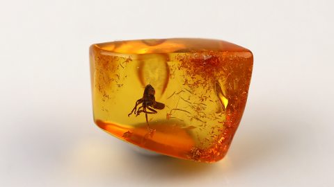 Larve einer Zikade als Einschluss im Baltischen Bernstein