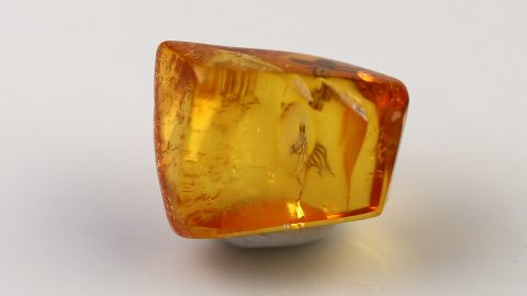 Zikadenlarve im Baltischen Bernstein