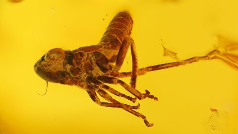 Zikadenlarve als Inkluse im Bernstein