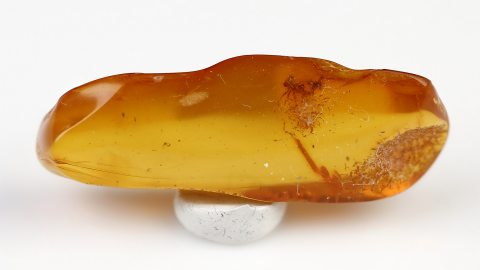 Zikadenlarve als Inkluse im Bernstein