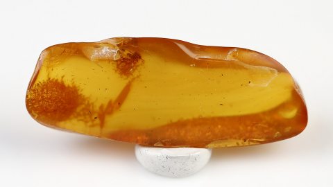 Zikadenlarve im Bernstein