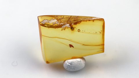 Zikadenlarve als Einschluss im Bernstein