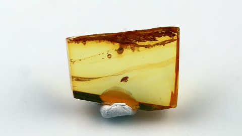 Zikadenlarve als Inkluse im Bernstein